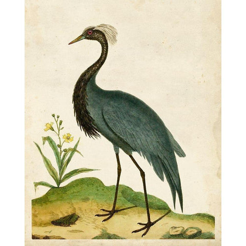 Heron Portrait II White Modern Wood Framed Art Print by Unknown