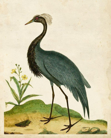 Heron Portrait II White Modern Wood Framed Art Print with Double Matting by Unknown