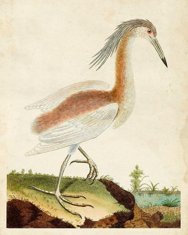 Heron Portrait III Black Ornate Wood Framed Art Print with Double Matting by Unknown