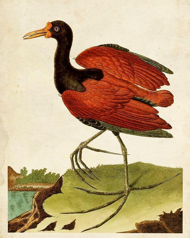 Heron Portrait IV White Modern Wood Framed Art Print with Double Matting by Unknown