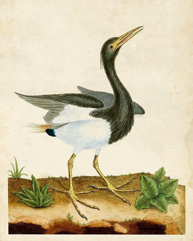 Heron Portrait V Black Ornate Wood Framed Art Print with Double Matting by Unknown