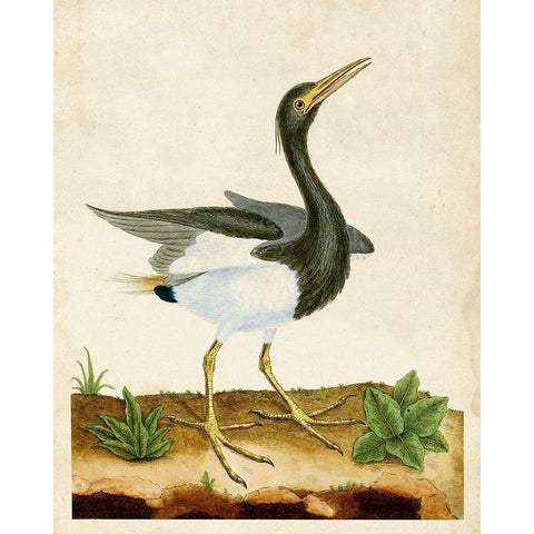 Heron Portrait V Black Modern Wood Framed Art Print by Unknown