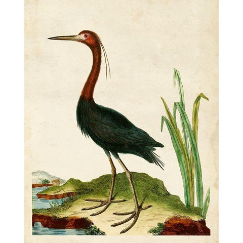 Heron Portrait VI Black Modern Wood Framed Art Print by Unknown
