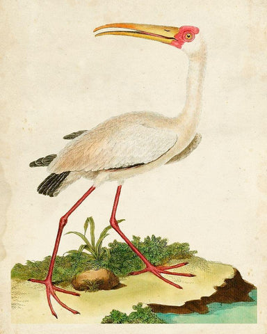 Heron Portrait VII White Modern Wood Framed Art Print with Double Matting by Unknown