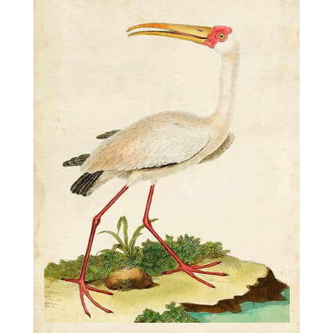 Heron Portrait VII White Modern Wood Framed Art Print by Unknown