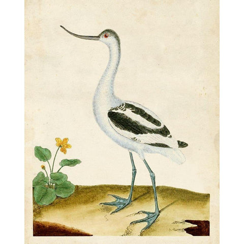 Heron Portrait VIII Black Modern Wood Framed Art Print with Double Matting by Unknown