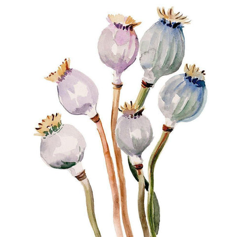 Watercolor Poppy Pods I Black Modern Wood Framed Art Print with Double Matting by Parker, Jennifer Paxton