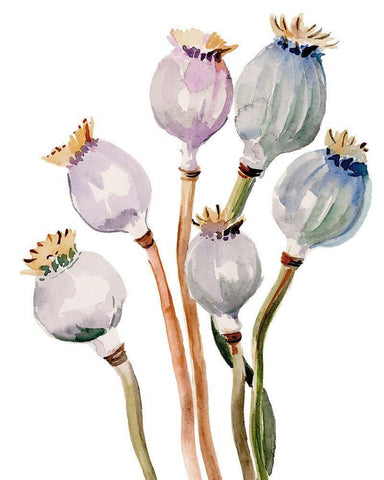 Watercolor Poppy Pods I Black Ornate Wood Framed Art Print with Double Matting by Parker, Jennifer Paxton