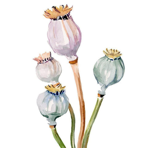 Watercolor Poppy Pods II Gold Ornate Wood Framed Art Print with Double Matting by Parker, Jennifer Paxton