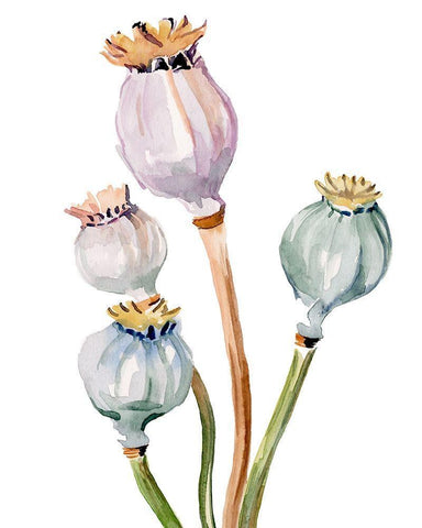 Watercolor Poppy Pods II White Modern Wood Framed Art Print with Double Matting by Parker, Jennifer Paxton