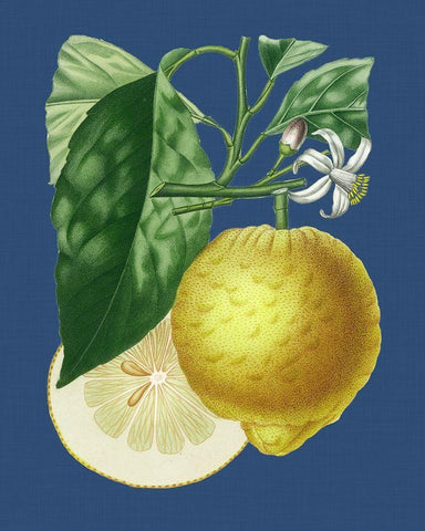 French Lemon on Navy I White Modern Wood Framed Art Print with Double Matting by Risso, A.