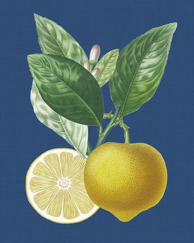 French Lemon on Navy II White Modern Wood Framed Art Print with Double Matting by Risso, A.