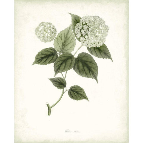Sage Botanical I White Modern Wood Framed Art Print by Vision Studio