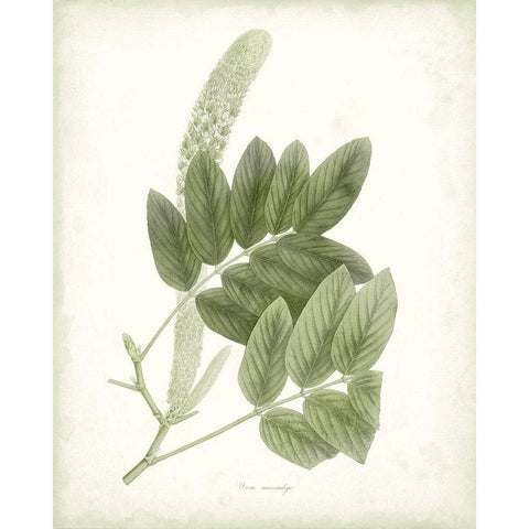 Sage Botanical IV White Modern Wood Framed Art Print by Vision Studio