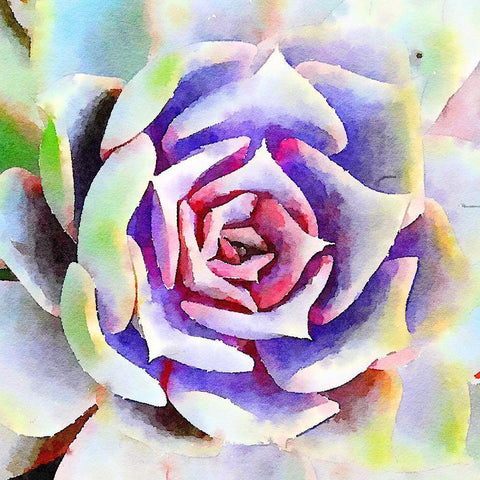 Succulente II White Modern Wood Framed Art Print with Double Matting by Bolick, Vicki Gladle