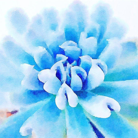 Succulente III Black Ornate Wood Framed Art Print with Double Matting by Bolick, Vicki Gladle