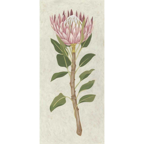 Non-Embellished Protea II Gold Ornate Wood Framed Art Print with Double Matting by Zarris, Chariklia