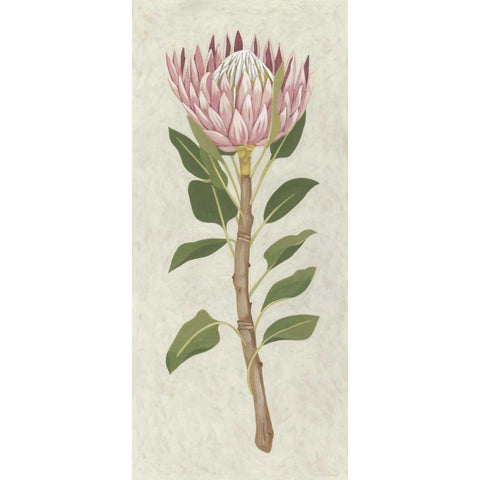 Non-Embellished Protea II White Modern Wood Framed Art Print by Zarris, Chariklia