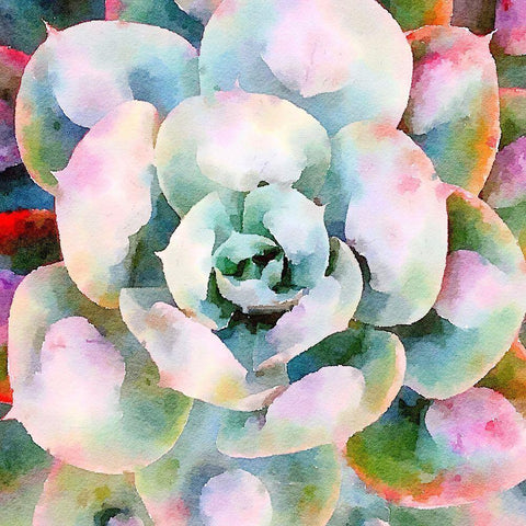 Succulente V Black Ornate Wood Framed Art Print with Double Matting by Bolick, Vicki Gladle