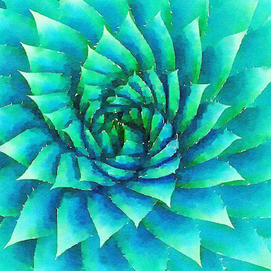 Image Only