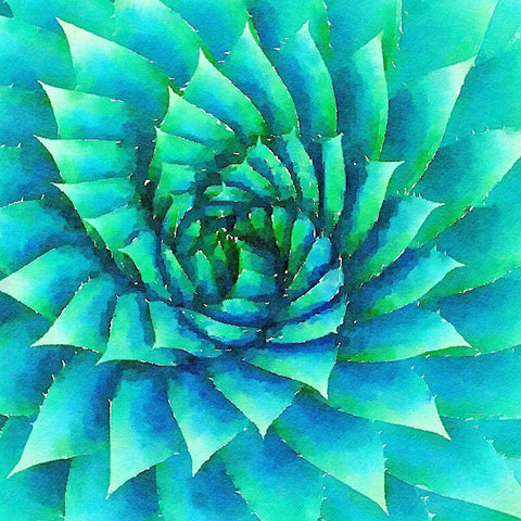 Succulente VI Black Ornate Wood Framed Art Print with Double Matting by Bolick, Vicki Gladle