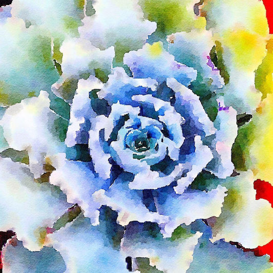 Image Only