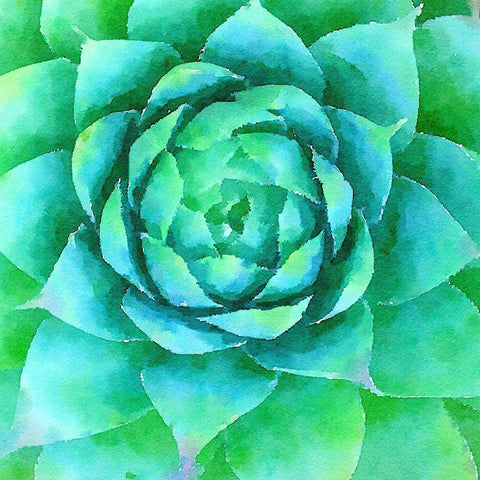Succulente X White Modern Wood Framed Art Print by Bolick, Vicki Gladle