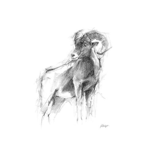 Western Animal Sketch III White Modern Wood Framed Art Print by Harper, Ethan