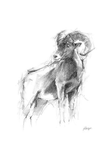 Western Animal Sketch III White Modern Wood Framed Art Print with Double Matting by Harper, Ethan