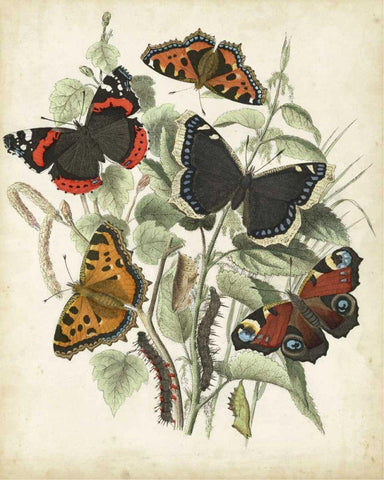 Non-Embellished Butterfly Haven I Black Ornate Wood Framed Art Print with Double Matting by Vision Studio