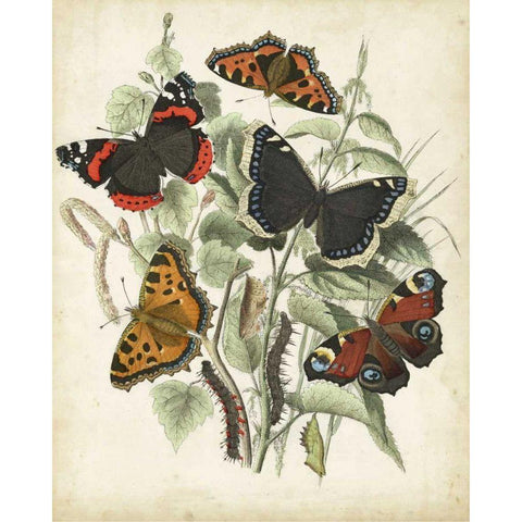 Non-Embellished Butterfly Haven I Black Modern Wood Framed Art Print with Double Matting by Vision Studio