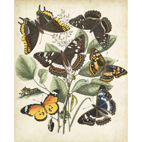 Non-Embellished Butterfly Haven II Gold Ornate Wood Framed Art Print with Double Matting by Vision Studio