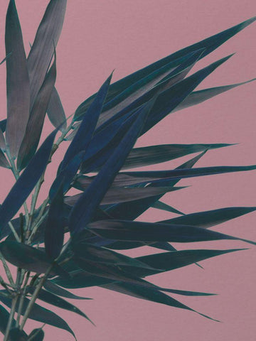 Bamboo Pink I White Modern Wood Framed Art Print with Double Matting by Stramel, Renee W.