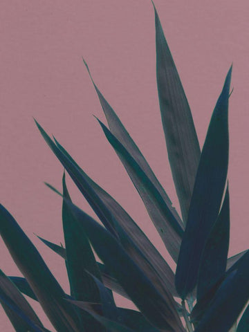 Bamboo Pink II White Modern Wood Framed Art Print with Double Matting by Stramel, Renee W.