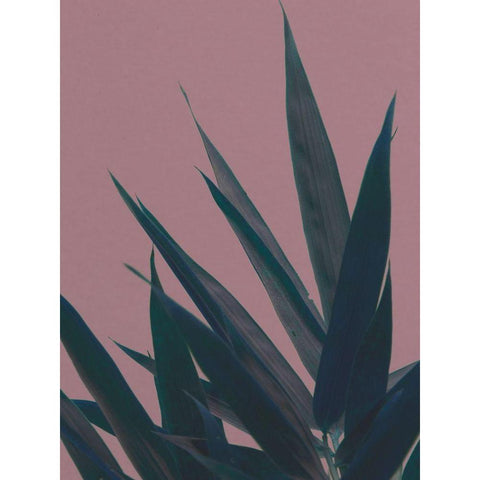 Bamboo Pink II Black Modern Wood Framed Art Print with Double Matting by Stramel, Renee W.