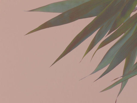 Bamboo Pink III White Modern Wood Framed Art Print with Double Matting by Stramel, Renee W.