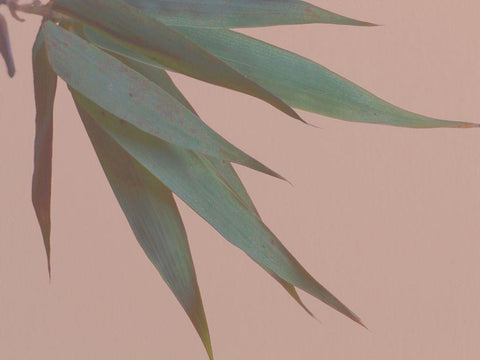 Bamboo Pink IV White Modern Wood Framed Art Print with Double Matting by Stramel, Renee W.