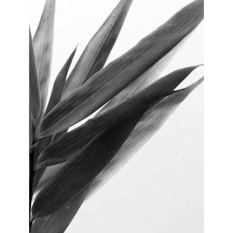 BandW Bamboo I Black Modern Wood Framed Art Print by Stramel, Renee W.