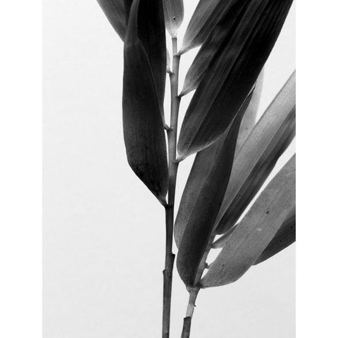 BandW Bamboo II Gold Ornate Wood Framed Art Print with Double Matting by Stramel, Renee W.