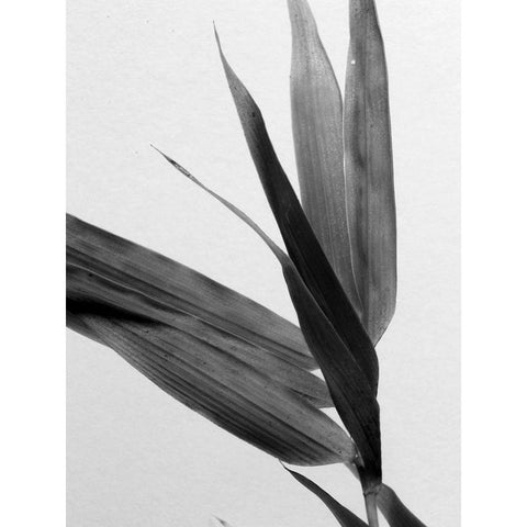 BandW Bamboo III White Modern Wood Framed Art Print by Stramel, Renee W.