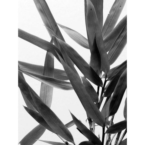 BandW Bamboo IV Black Modern Wood Framed Art Print by Stramel, Renee W.
