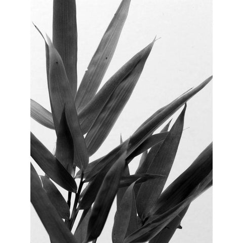 BandW Bamboo V White Modern Wood Framed Art Print by Stramel, Renee W.