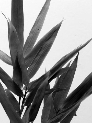 BandW Bamboo V White Modern Wood Framed Art Print with Double Matting by Stramel, Renee W.