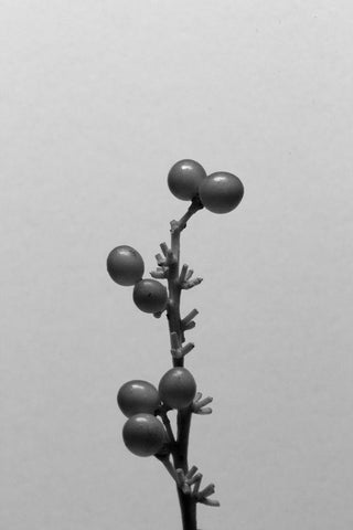 Liriope I Black Ornate Wood Framed Art Print with Double Matting by Stramel, Renee W.