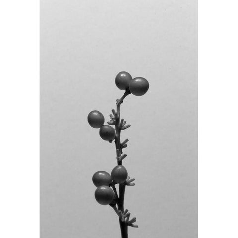 Liriope I Black Modern Wood Framed Art Print by Stramel, Renee W.