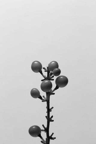 Liriope II Black Ornate Wood Framed Art Print with Double Matting by Stramel, Renee W.