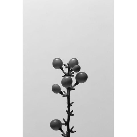 Liriope II Black Modern Wood Framed Art Print with Double Matting by Stramel, Renee W.