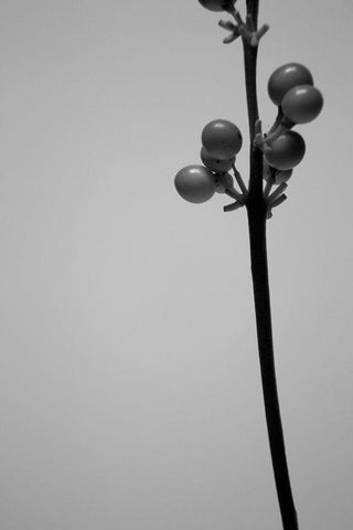 Liriope III White Modern Wood Framed Art Print with Double Matting by Stramel, Renee W.