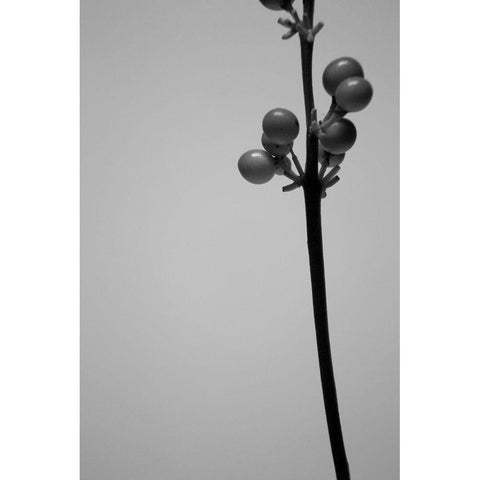 Liriope III Black Modern Wood Framed Art Print with Double Matting by Stramel, Renee W.