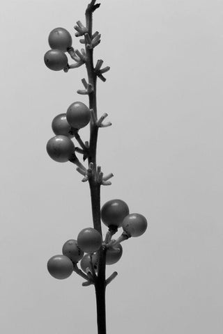 Liriope IV Black Ornate Wood Framed Art Print with Double Matting by Stramel, Renee W.